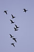 Flight silhouttes of Greylag geese against an evening sky