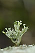 Large, green lichen