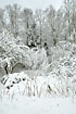 Snowcovered forest after af heavy snowfall