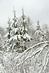 Pinetrees covered in snow