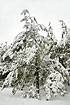Pine covered in heavy snow