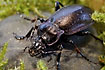 A ground beetle with a purple tinge - common in gardens