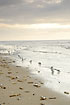 Sanderlings foruaging at the beach among jackknife clams