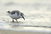Sanderling at the beach shore