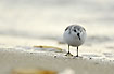 Sanderling at the beach
