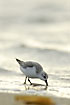Sanderling fouraging at the edge of the beach