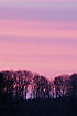 A pink sky over the tree top