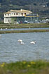 Flamingos fouraging in salt lake close to buildings