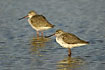 Spotted Redshank in winter plumage