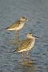 Spotted Redshank in winter plumage