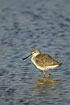 Spotted Redshank in blue water
