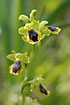 The subspecies Ophrys lutea sicola