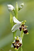 Myrtilini-Ophrys