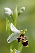 Foto af Myrtilini-Ophrys (Ophrys minutula). Fotograf: 