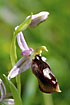 Photo ofHorseshoe Orchid (Ophrys ferrum-equinum). Photographer: 