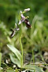 Photo ofHorseshoe Orchid (Ophrys ferrum-equinum). Photographer: 