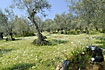 Olive plantation with flowers