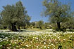 Olive plantation with a dense flower cover