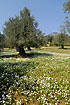 Olive trees with white flowers on the ground