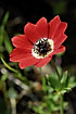 Photo ofPersian buttercup (Ranunculus asiaticus). Photographer: 