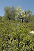 Photo ofLavender bush (Lavandula stoechas). Photographer: 