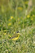 Yellow Wagtail om flower-rich meadow