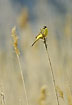 Yellow Wagtail on reed