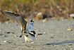 Plovers mating