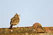 Crested Lark singing on roof top