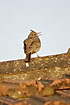 Crested Lark singing on roof top