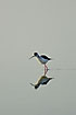 Black-winged Stilt is mirrored in the water