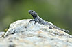 Photo ofSling-tailed Agama (Laudakia stellio). Photographer: 
