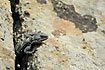 Agama looking up from the rock crevice