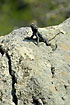 A well camouflaged agama