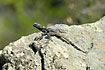 Sling-tailed Agama on rock