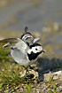 White Wagtail shaking the feathers