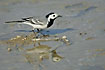 Mirror image of White Wagtail