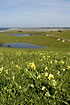 Cowslips in numbers on the beach meadow