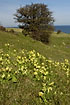 Cowslips on the hill side