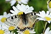 A swallowtail in company with white daisies
