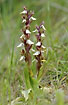 Photo ofFan-lipped Orchid (Orchis collina). Photographer: 