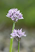 Photo ofPink Butterfly Orchid (Orchis papilionacea). Photographer: 