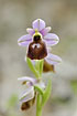 The endemic orchid, Ophrys lesbis