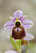 Ophrys lesbis, an endemic orchid