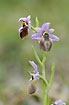 Ophrys lesbis, an endemic orchid for the island