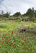 Flowers abound in abandoned olive orchard