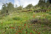 Flowers abound in abandoned olive orchard