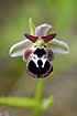 Photo ofReinholds Bee Orchid (Ophrys reinholdii). Photographer: 