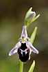 Reinhold`s Bee Orchid