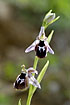 Foto af Makedonsk Ophrys (Ophrys reinholdii). Fotograf: 